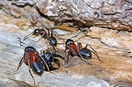 Carpenter ants on wood