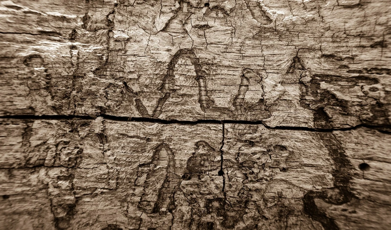 ant damage on a log