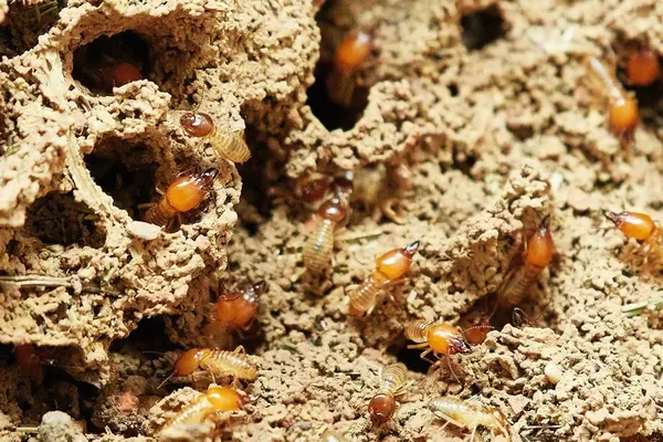 termite nests