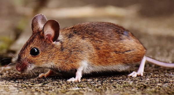 house mouse