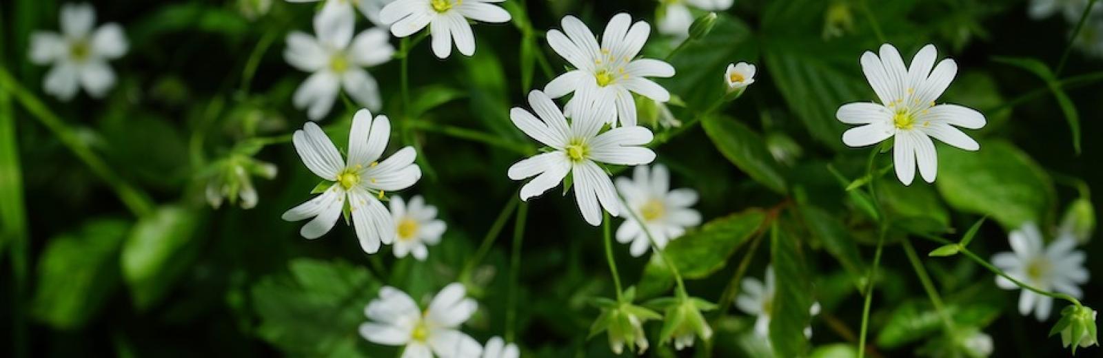 Chickweed