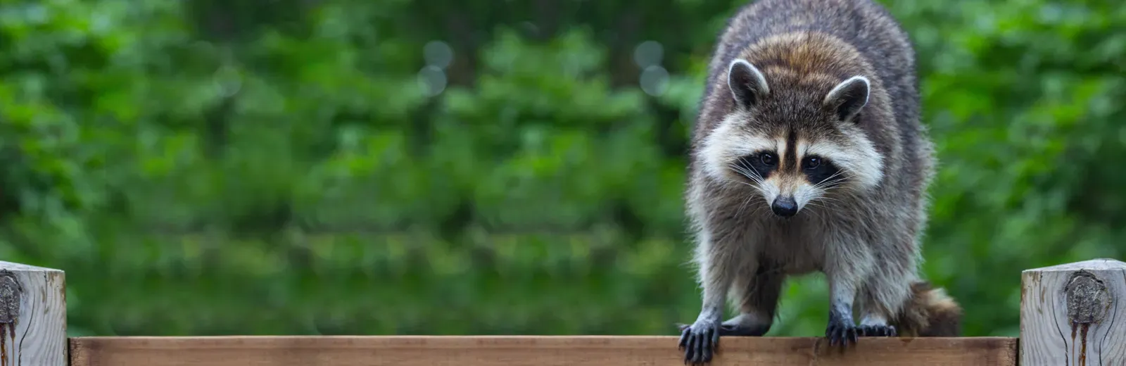 wildlife-control