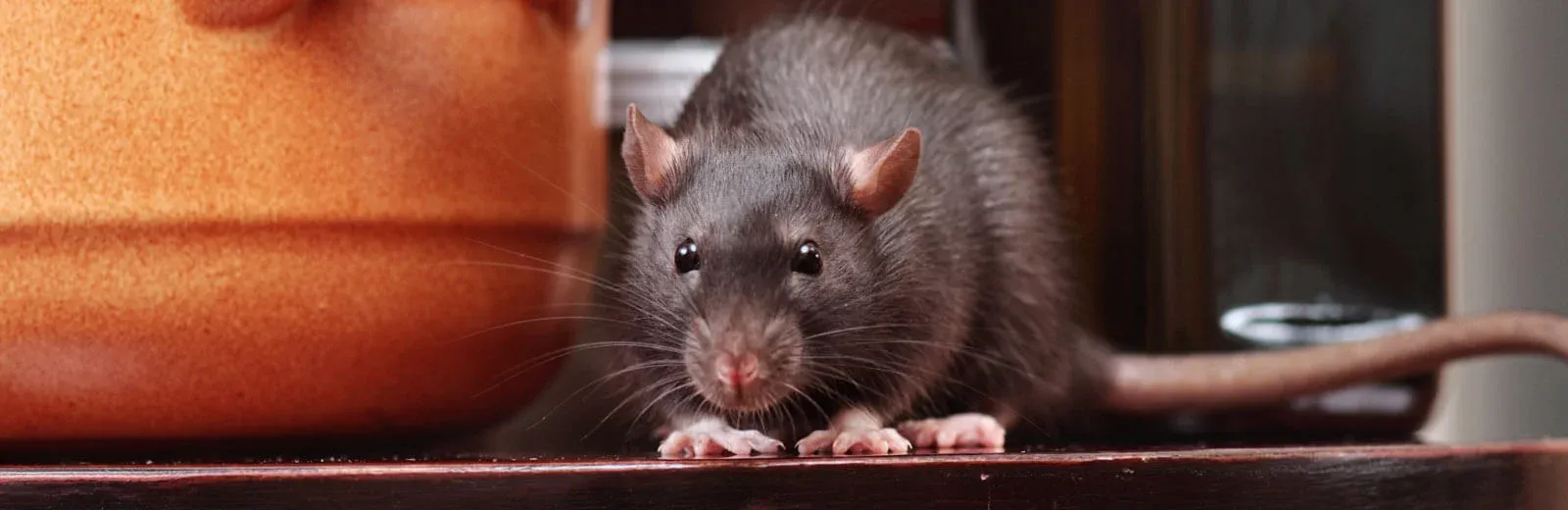 Mouse in kitchen