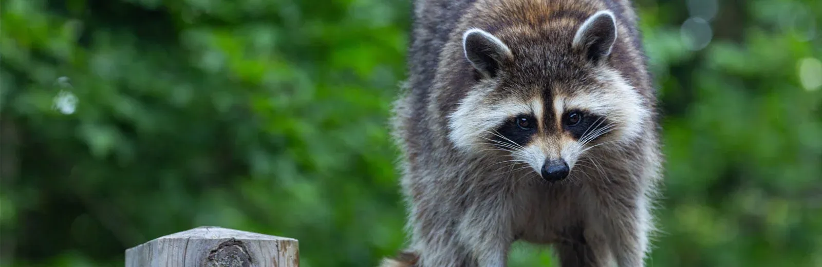 Raccoon on fence