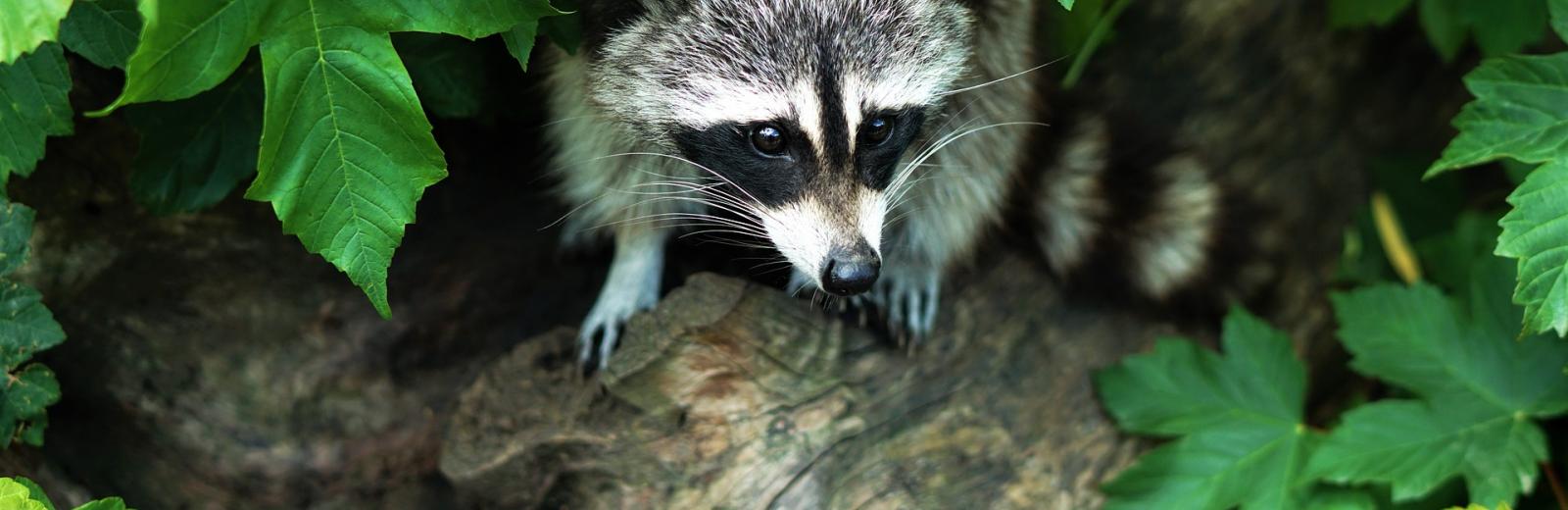 raccoon on a log covered by leaves