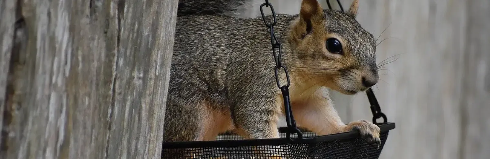 squirrel
