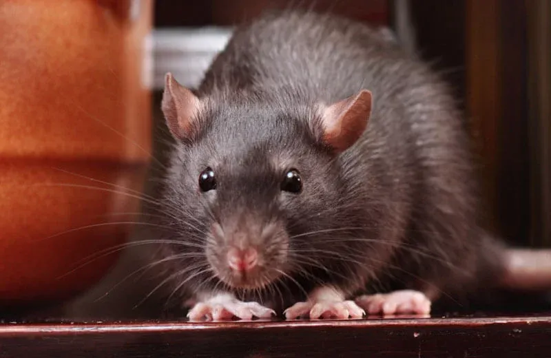 Mouse in kitchen