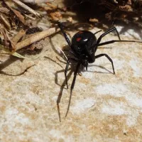 black widow on the ground