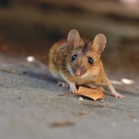 House mouse: most common rodent in South Carolina