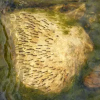 mosquito larvae in the water