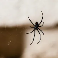 black widow hanging inside