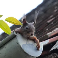 squirrel in the gutter