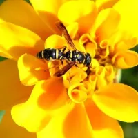 yellow-jacket on flower