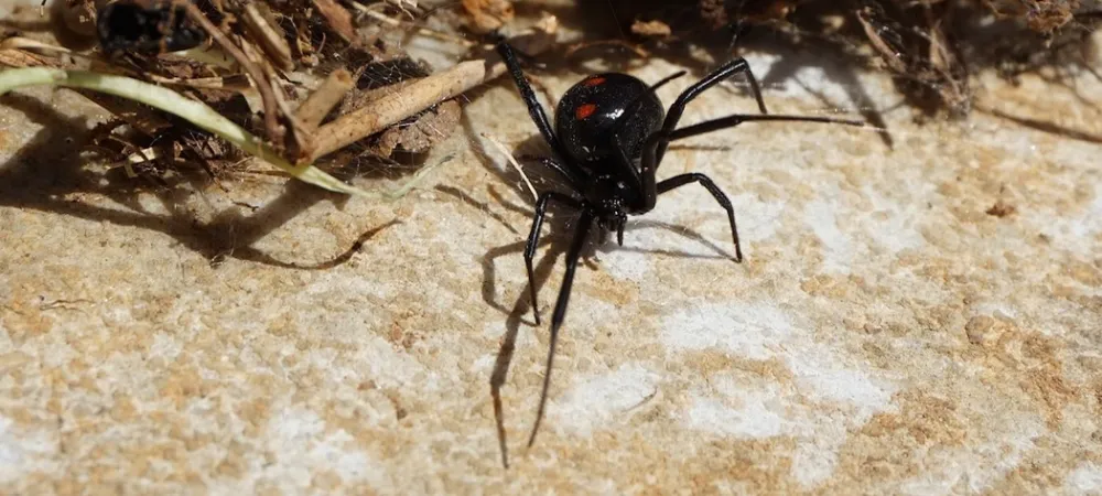 black widow on the ground