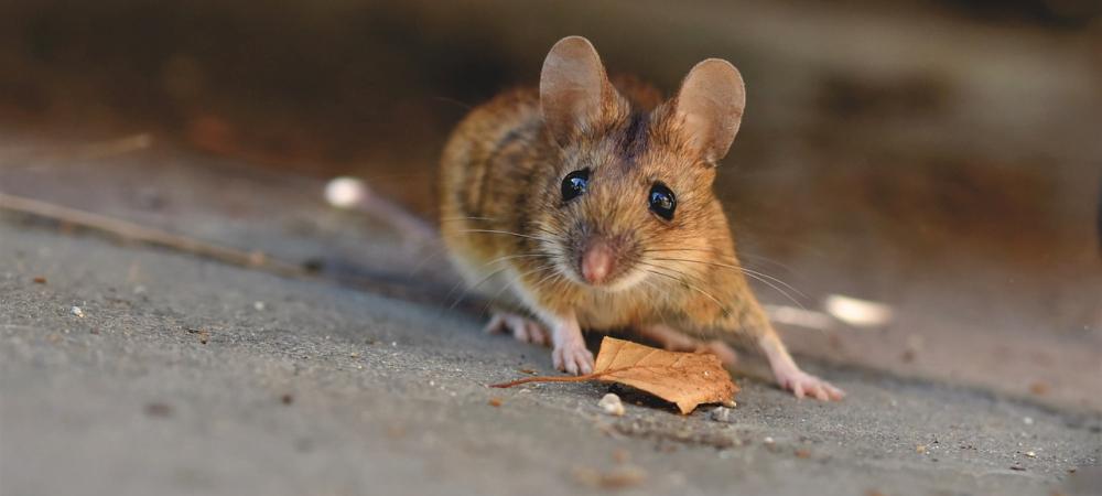 House mouse: most common rodent in South Carolina