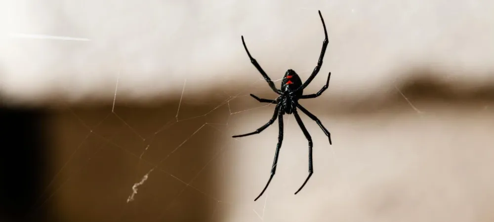 black widow hanging inside