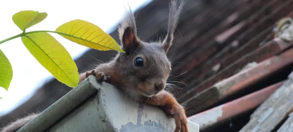 squirrel in the gutter