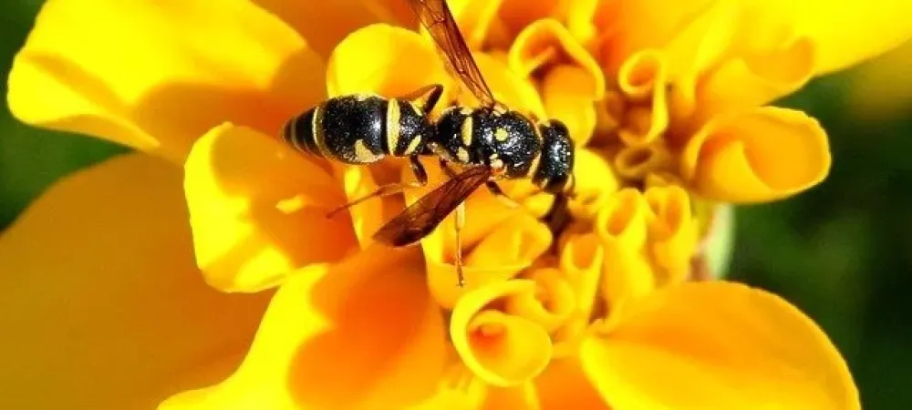 yellow-jacket on flower