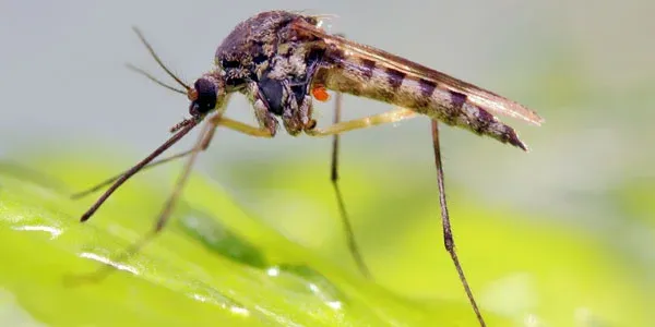 Mosquito outside on leaf