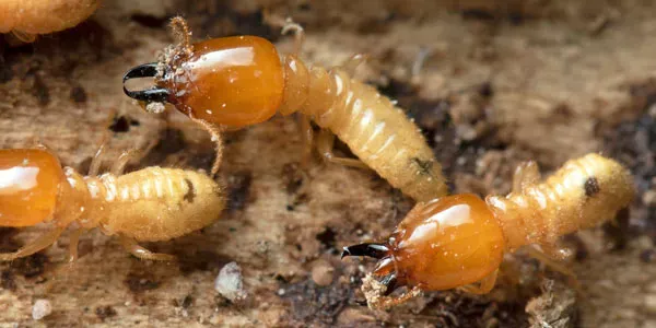 Termites on wood