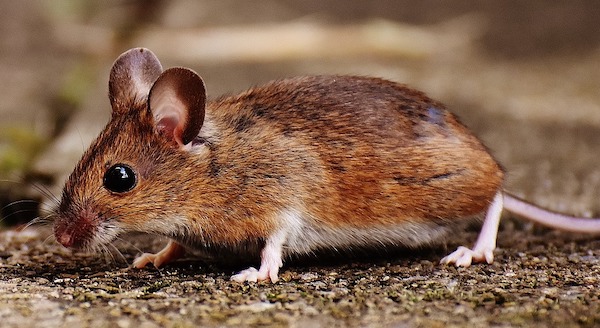 house mouse