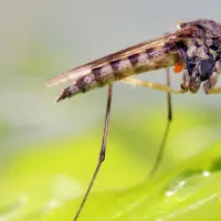 Mosquito on grass
