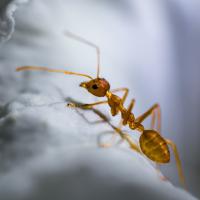 Red ant