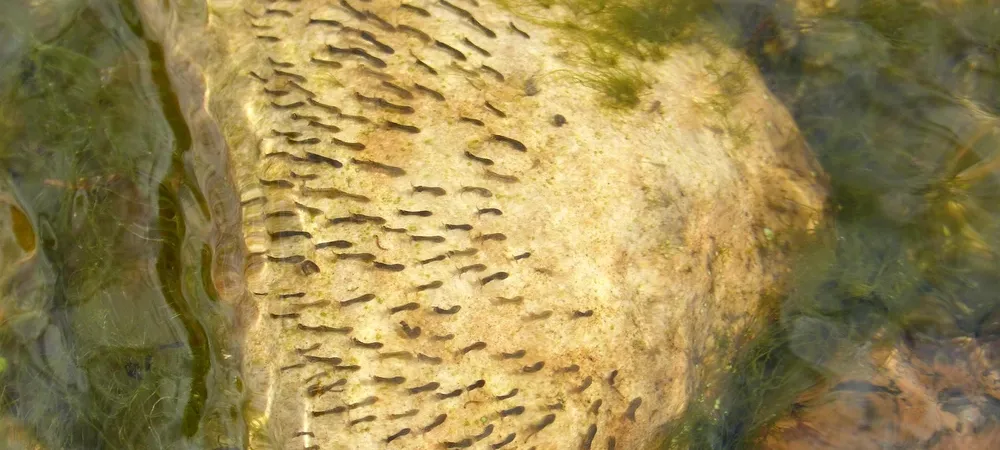 mosquito larvae in the water