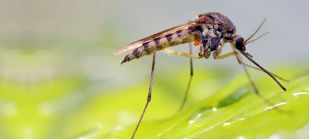 Mosquito on grass